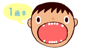 1歳半　第1乳臼歯（にゅうきゅうし）が生える。（12本）