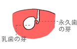 妊娠14週になると、永久歯の芽もあらわれる。