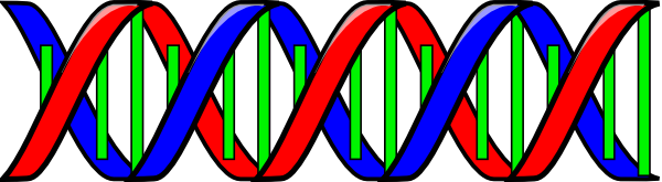 ブロッコリーの DNA を取り出す