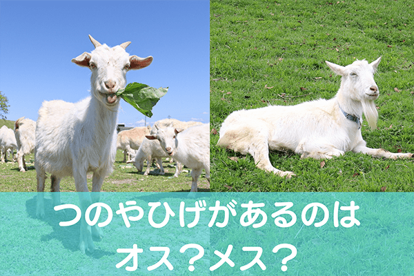 つのやひげがあるのはオス？メス？