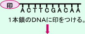 DNAの特定の1本鎖