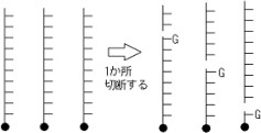 DNAの特定の1本鎖
