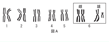 【生殖と減数分裂】染色体って何?